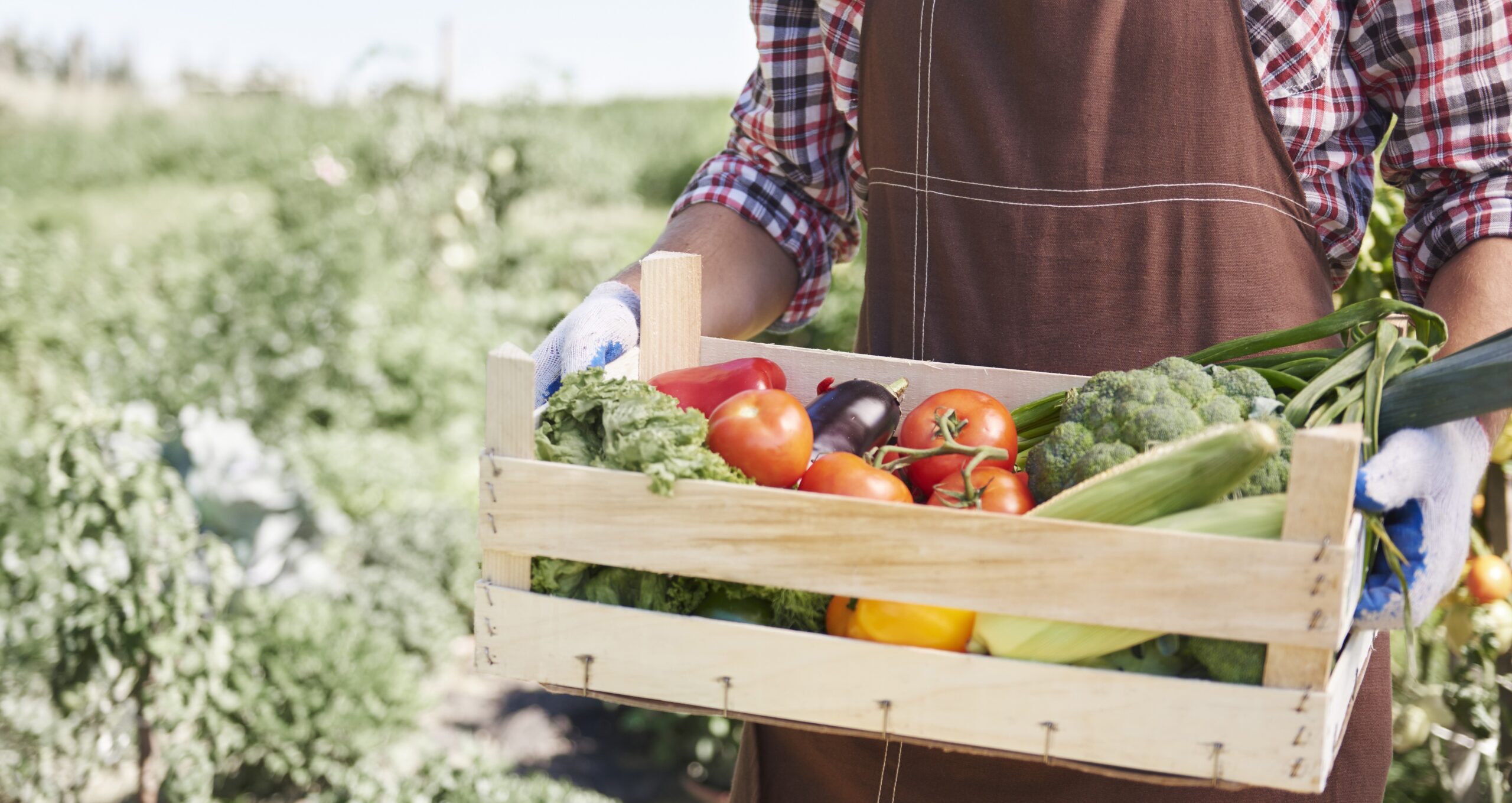 certificazione-sicurezza-alimentare-settore-ortofrutticolo certificazione-sicurezza-alimentare-settore-ortofrutticolo