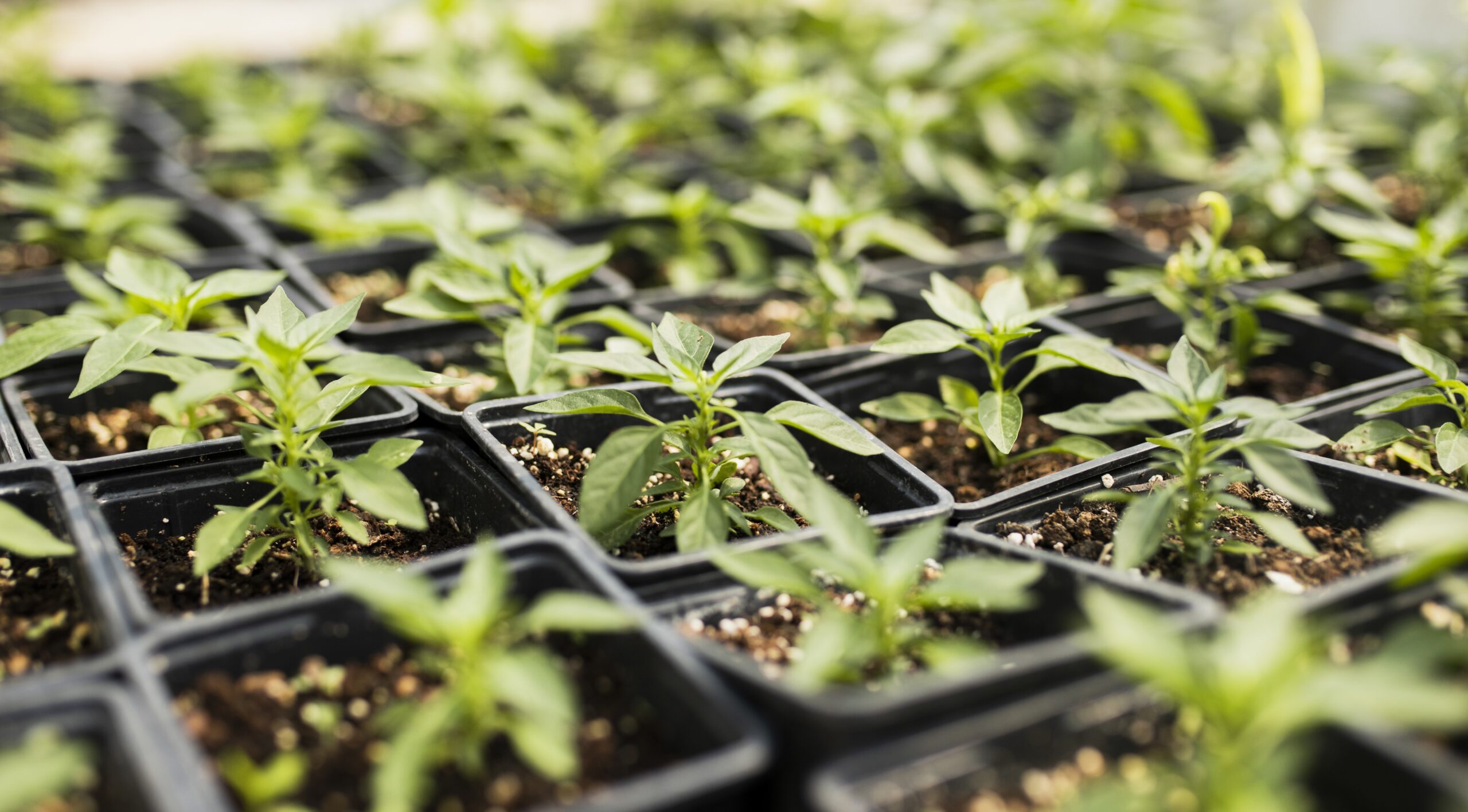 propagazione-vegetale-sicurezza-alimentare-certificazione-globalgap propagazione-vegetale-sicurezza-alimentare-certificazione-globalgap